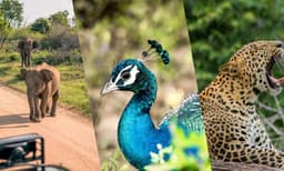 Leopards, Whales & Elephants: The Ultimate Sri Lankan Wildlife Safari